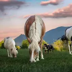 Bauernhof Turisticna Kmetija Pod Kostanji - Pod Kostanji *