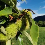 Bauernhof Turisticna Kmetija Pod Kostanji - Pod Kostanji