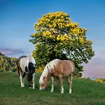 Bauernhof Turisticna Kmetija Pod Kostanji - Pod Kostanji Motnik