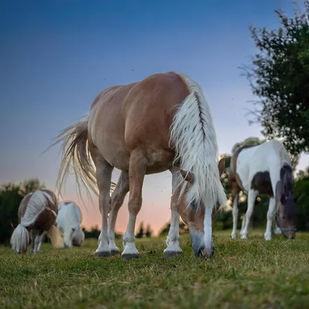 Turisticna Kmetija Pod Kostanji - Pod Kostanji Bauernhof *