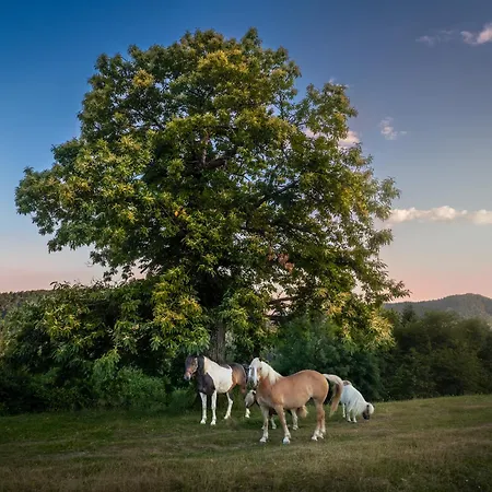 Bauernhof Turisticna Kmetija Pod Kostanji - Pod Kostanji