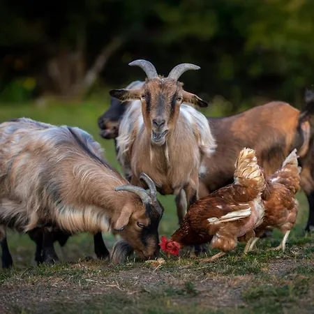 Bauernhof Turisticna Kmetija Pod Kostanji - Pod Kostanji Motnik