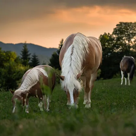 Bauernhof Turisticna Kmetija Pod Kostanji - Pod Kostanji