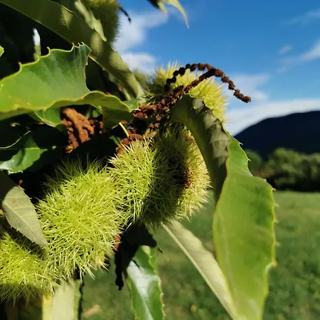 مزرعة للإقامة Turisticna Kmetija Pod Kostanji - Pod Kostanji