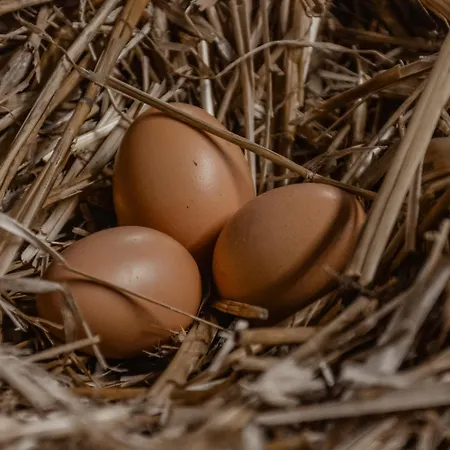 Turisticna Kmetija Pod Kostanji - Pod Kostanji مزرعة للإقامة Motnik