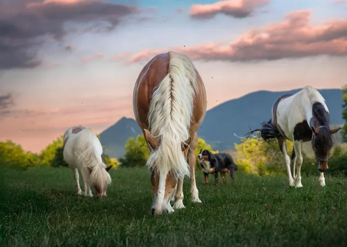 Lantgård Turisticna Kmetija Pod Kostanji - Pod Kostanji *
