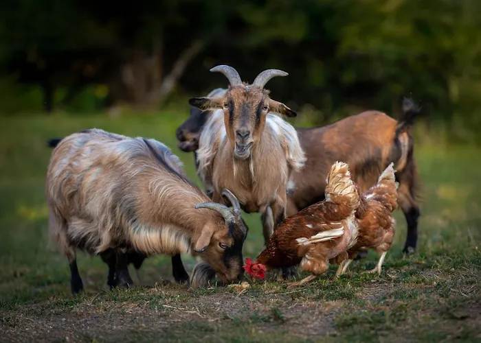 Lantgård Turisticna Kmetija Pod Kostanji - Pod Kostanji Motnik